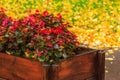 Wet red flowers from the box on a yellow foliage background Royalty Free Stock Photo