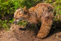 Wet Red Fox Vixen Vulpes vulpes