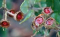 Wet, red gum tree nuts of Angophora hispida Royalty Free Stock Photo