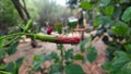 wet red hibiscus flower bud with waterdrops Royalty Free Stock Photo