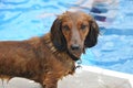 Wet Red Long-Haired Dachshund