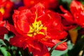 Wet Red open tulip closer Royalty Free Stock Photo