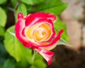 Wet red and pale yellow rose flower closeup in the garden Royalty Free Stock Photo