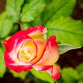 Wet red and pale yellow rose flower closeup in the garden Royalty Free Stock Photo