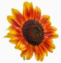 Wet Red Sunflower in full Bloom with white background Royalty Free Stock Photo