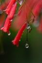 Wet red tiny tropical flowers after rain with flow down water drops with reflection inside on dark green blur background, macro. Royalty Free Stock Photo