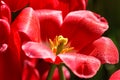 Wet Red tulip detail Royalty Free Stock Photo