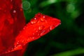 Wet red tulip petal Royalty Free Stock Photo