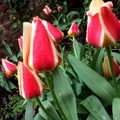 Wet red  and yellow tulip close up Royalty Free Stock Photo