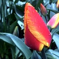 Wet red  and yellow tulip close up Royalty Free Stock Photo