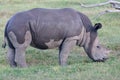 Wet Rhino Calf in Camo