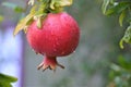 Wet Ripe Pomegranate