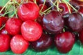 Wet ripe wild cherries and red dark sweet cherries Royalty Free Stock Photo