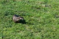 Wet River Otter in the Grass Royalty Free Stock Photo