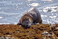 Wet river otter rubs its chin on seaweed covered rocks as it emerges from the sea Royalty Free Stock Photo