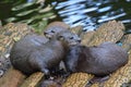 Wet River Otters Sitting on a Log Bridge