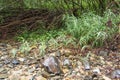 Wet river rocks and green plants Royalty Free Stock Photo