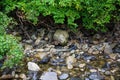 Wet river rocks and green plants.