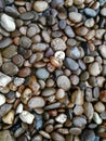 Wet river stones background Royalty Free Stock Photo