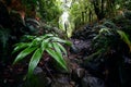 Wet riverbed of a small forest river