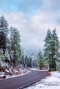 Wet road and evergreen spruce Royalty Free Stock Photo