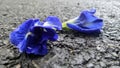 Wet road and falling blue Butterfly pea flowers after the heavy rain