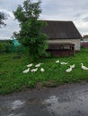 Wet road after rain and geese, house in summer  village Royalty Free Stock Photo