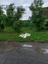 Wet road after rain and geese in summer  village Royalty Free Stock Photo