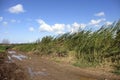 Wet road scenic landscape. Royalty Free Stock Photo