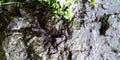 Wet Rock texture with Leaves