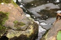 Wet rocks with green moss over clear river water with little foam pieces Royalty Free Stock Photo