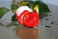 Wet rose Royalty Free Stock Photo