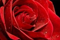 Wet rose Royalty Free Stock Photo