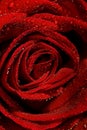 Wet rose Royalty Free Stock Photo