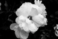 Wet Rose B&W Royalty Free Stock Photo