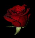 Wet rose on black Royalty Free Stock Photo