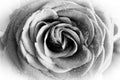 Wet rose bw, detail Royalty Free Stock Photo
