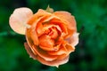 Wet rose flower macro photography. Orange pink colors Royalty Free Stock Photo