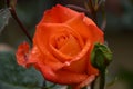 Wet rose in orange rain