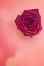 Wet rose on a pink background. Flower bud Royalty Free Stock Photo