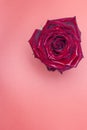 Wet rose on a pink background. Flower bud Royalty Free Stock Photo