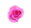 Wet rose pink flower single isolated on white background , clipping path Royalty Free Stock Photo