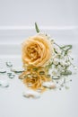 A wet rose on a transparent background in drops.