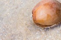 Wet round coconut mature delicious one-piece beach asia thailand malaysia