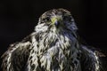 Wet and ruffled Saker falcon Royalty Free Stock Photo