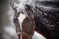 Wet sad brown horse in snow. Royalty Free Stock Photo