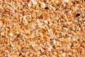 Wet sand background with seashells on the beach Royalty Free Stock Photo