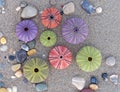 Wet sand beach and colorful sea urchins close up top view Royalty Free Stock Photo