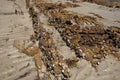 Wet sand and rocks at low tide with broken shells embedded in rocks Royalty Free Stock Photo