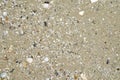 Wet sand with shell at beach coastline texture background.summer Royalty Free Stock Photo